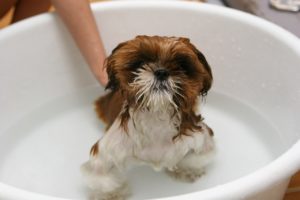Anti Milben Shampoo für das Hundebad