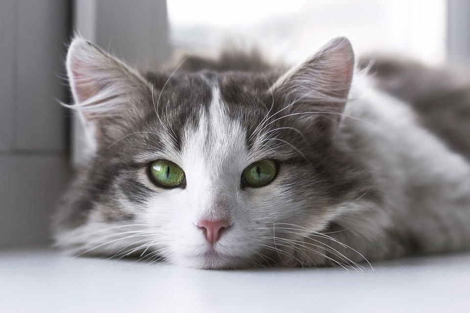 ᑕ ᑐ Milben bei Katzen bekämpfen ++ Ratgeber &amp; Hilfe was tun?