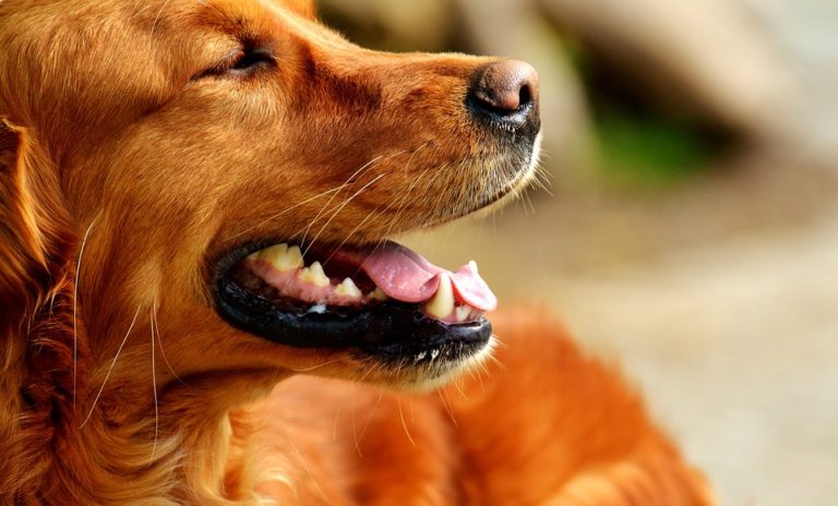 ᑕ ᑐ Milben beim Hund bekämpfen ++ Ratgeber &amp; Hilfe was tun?