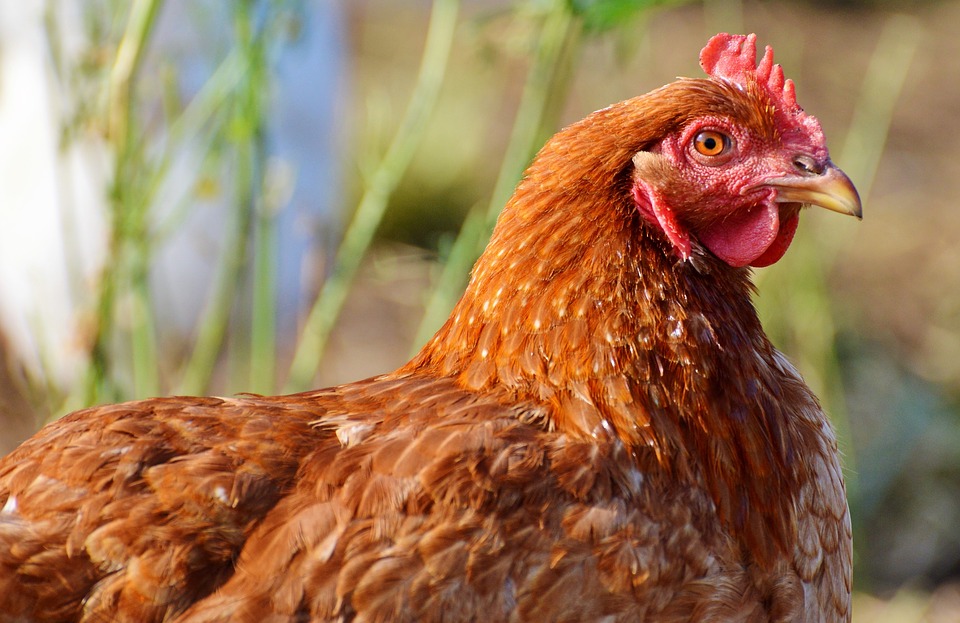 ᑕ ᑐ Vogelmilben Bekampfen 2018 Ratgeber Hilfe