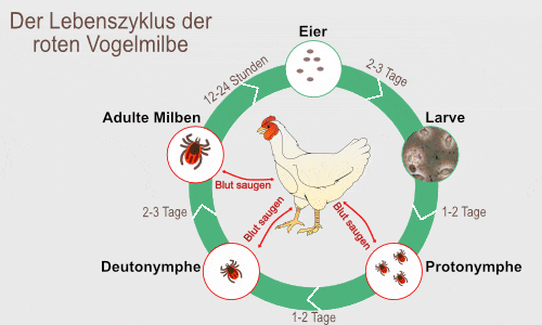 Der Lebenszyklus der roten Vogelmilbe