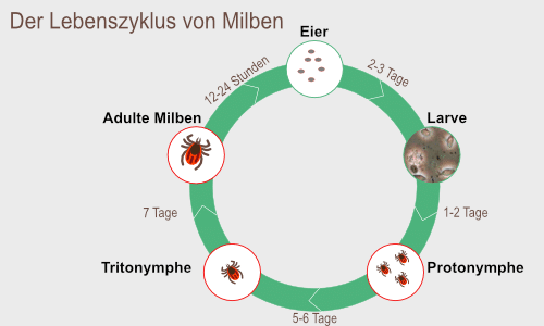Lebenszyklus von Milben
