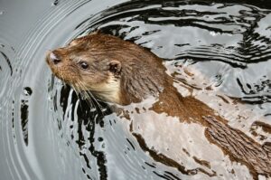 otter, water marten, water, swim, marten, nature, europe, mammal